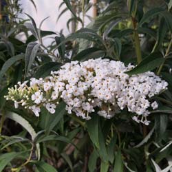 buddleia davidii -white profusion